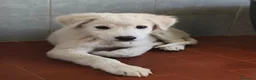 Meticcio cani in regalo: Tenero Romolo  - Annuncio 2