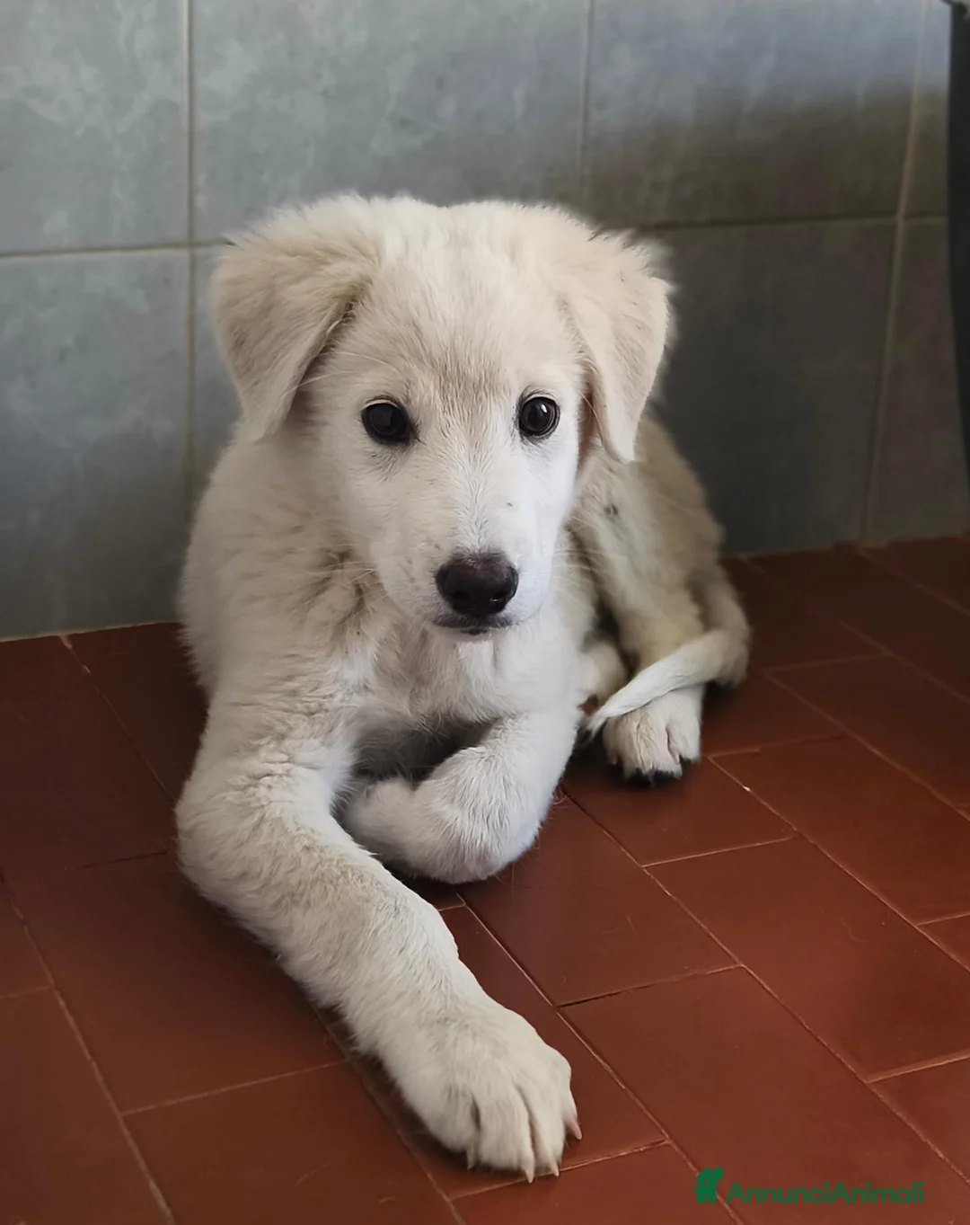 Meticcio cani in regalo: Tenero Romolo  - Annuncio 2