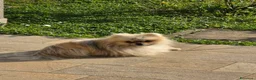 Volpino Pomerania cani per accoppiamento: Pomerania Orange Sable disponibile per Monta  a Ente di decentramento regionale di Udine - Annuncio 3