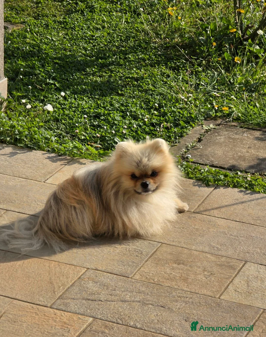 Volpino Pomerania cani per accoppiamento: Pomerania Orange Sable disponibile per Monta  a Ente di decentramento regionale di Udine - Annuncio 3