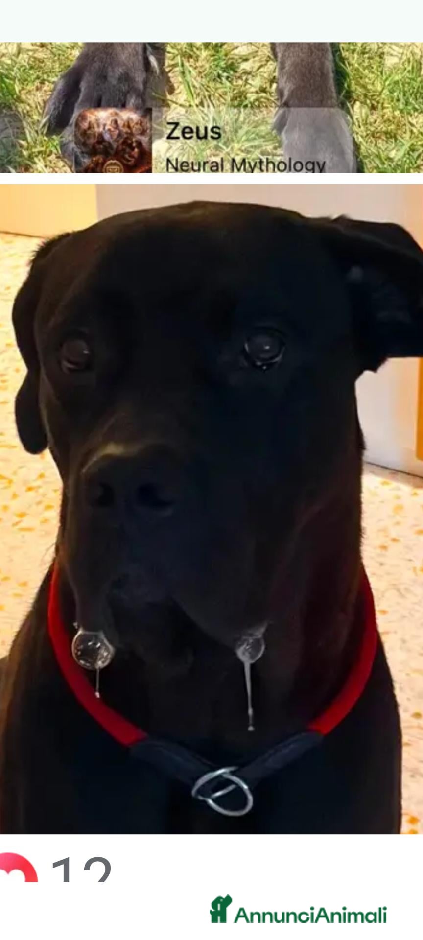 Cane Corso cani Giocherellone - Annuncio 30