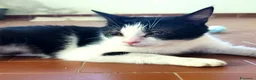 Meticcio gatti in regalo: Elettra la dolce - Annuncio 5