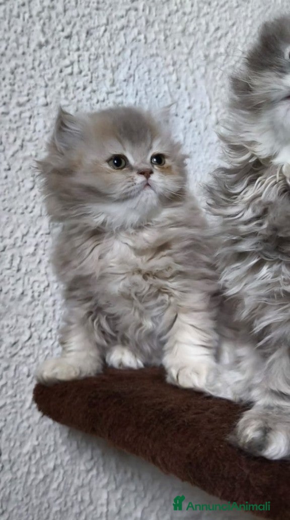 British gatti Cucciolo British longhair  - Annuncio 20