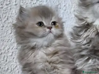 British gatti Cucciolo British longhair - Annuncio 20