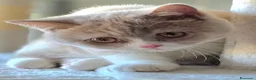British gatti in vendita: British Shorthair  - Annuncio 3