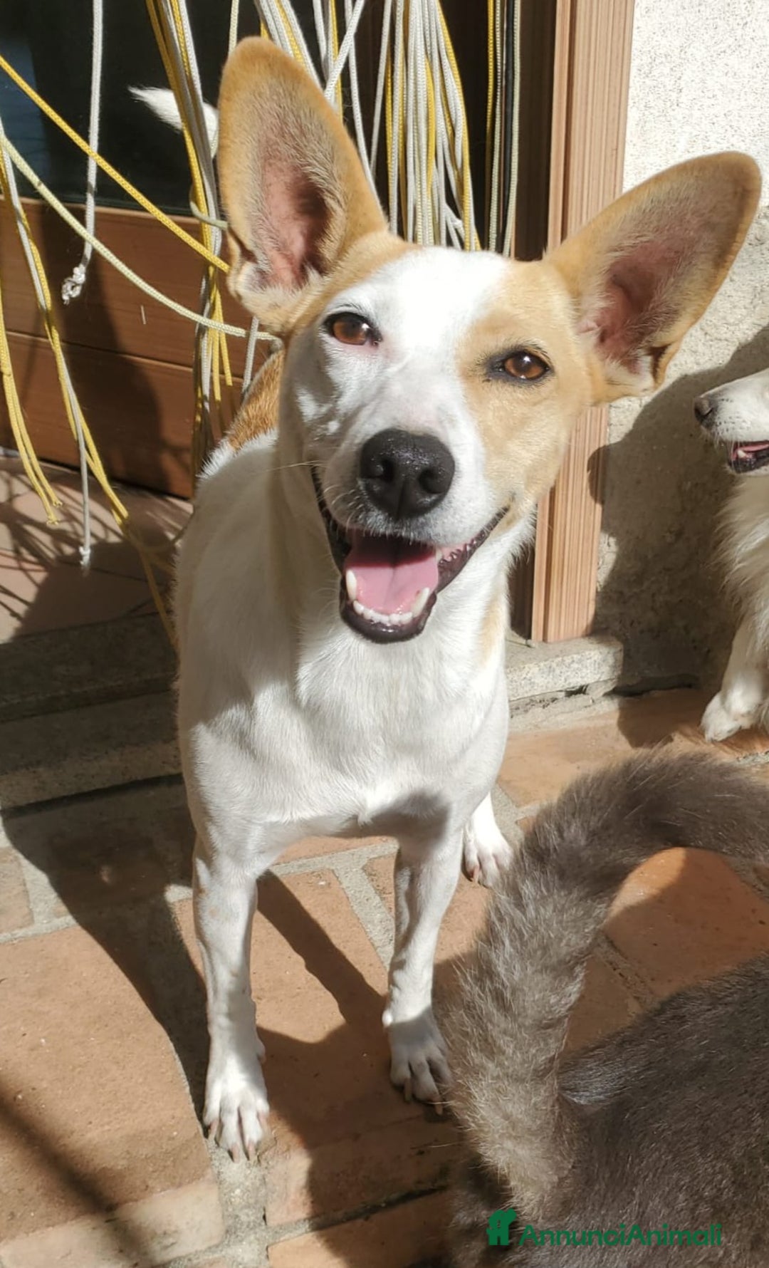 Meticcio cani in regalo: LILLY TAGLIA PICCOLA  - Annuncio 2