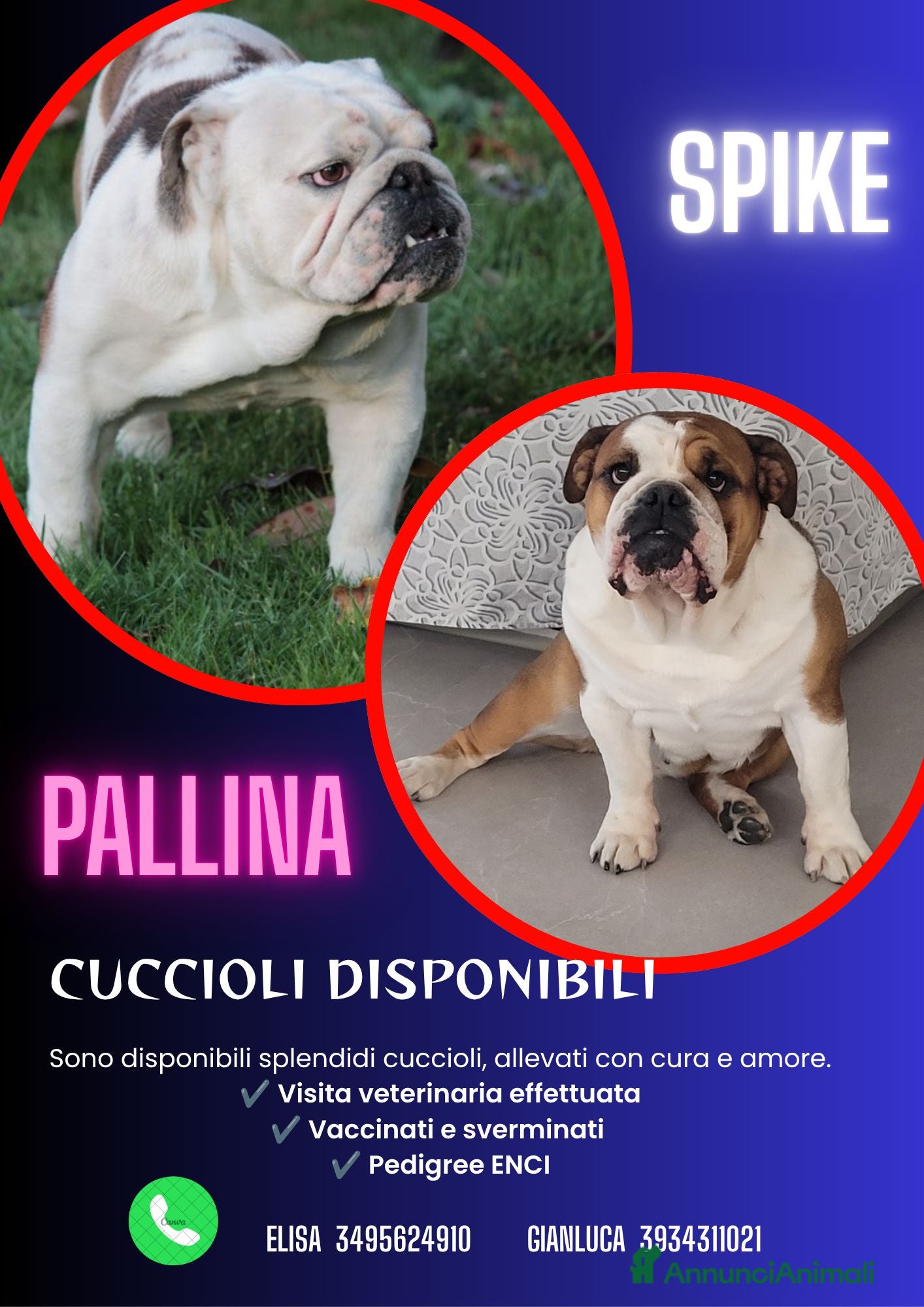 Bulldog cani CUCCIOLI DOLCISSIMI DISPONIBILI - Annuncio 1