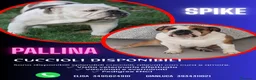Bulldog cani in vendita: CUCCIOLI DOLCISSIMI DISPONIBILI - Annuncio 1