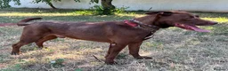 Meticcio cani in regalo: CARAMELLO CERCA FAMIGLIA - Annuncio 7