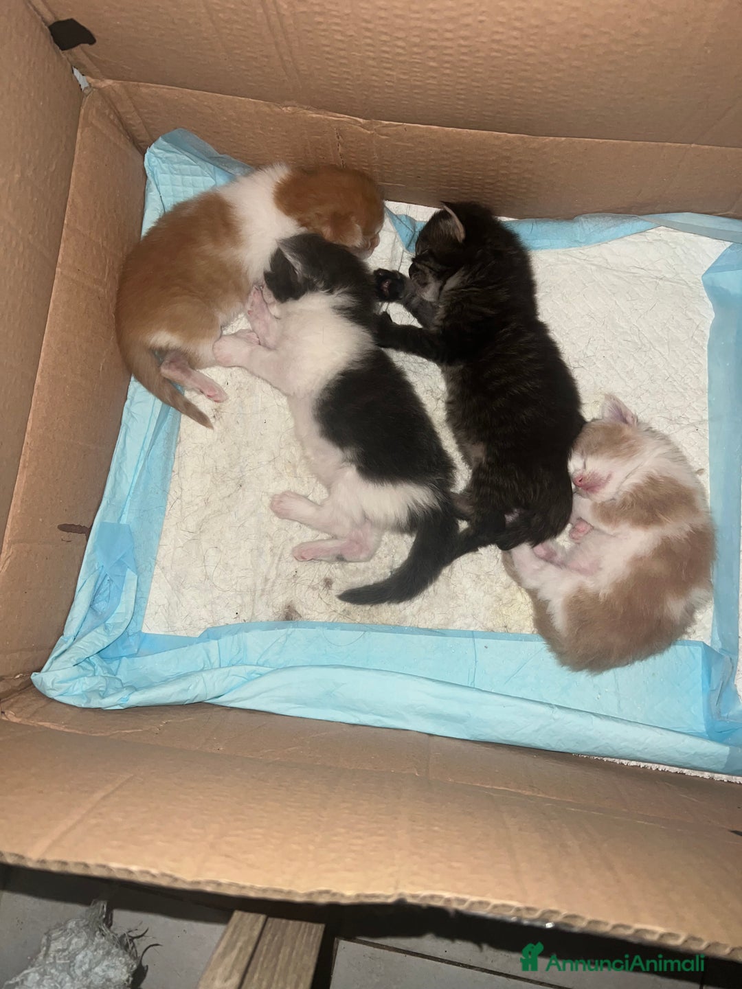 Maine Coon gatti in vendita: Cuccioli di Maine Coon a Città Metropolitana di Torino - Immagine 13