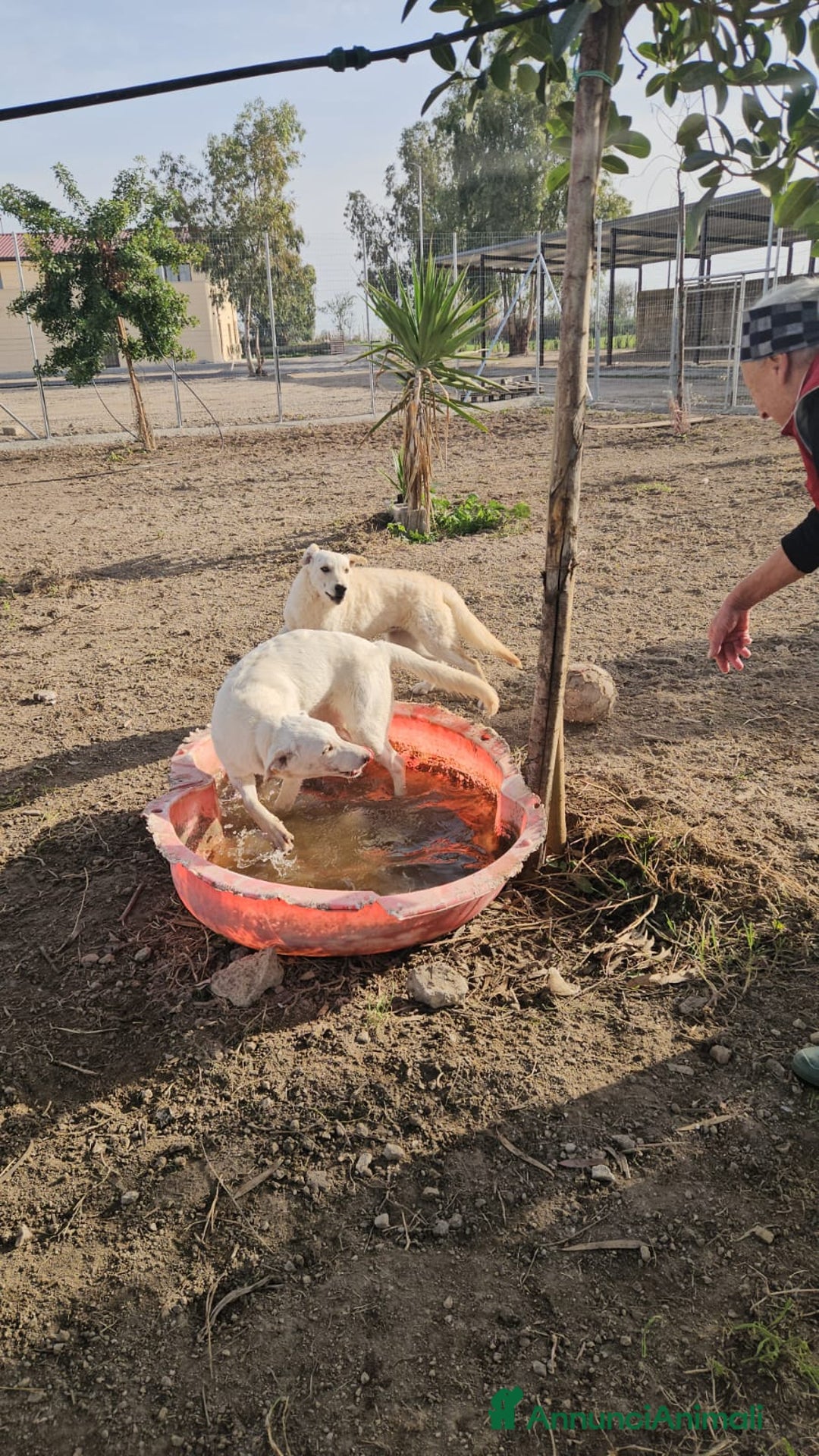 Meticcio cani in regalo: Chiara: 1 anno, socievole ed equilibrata - Annuncio 10