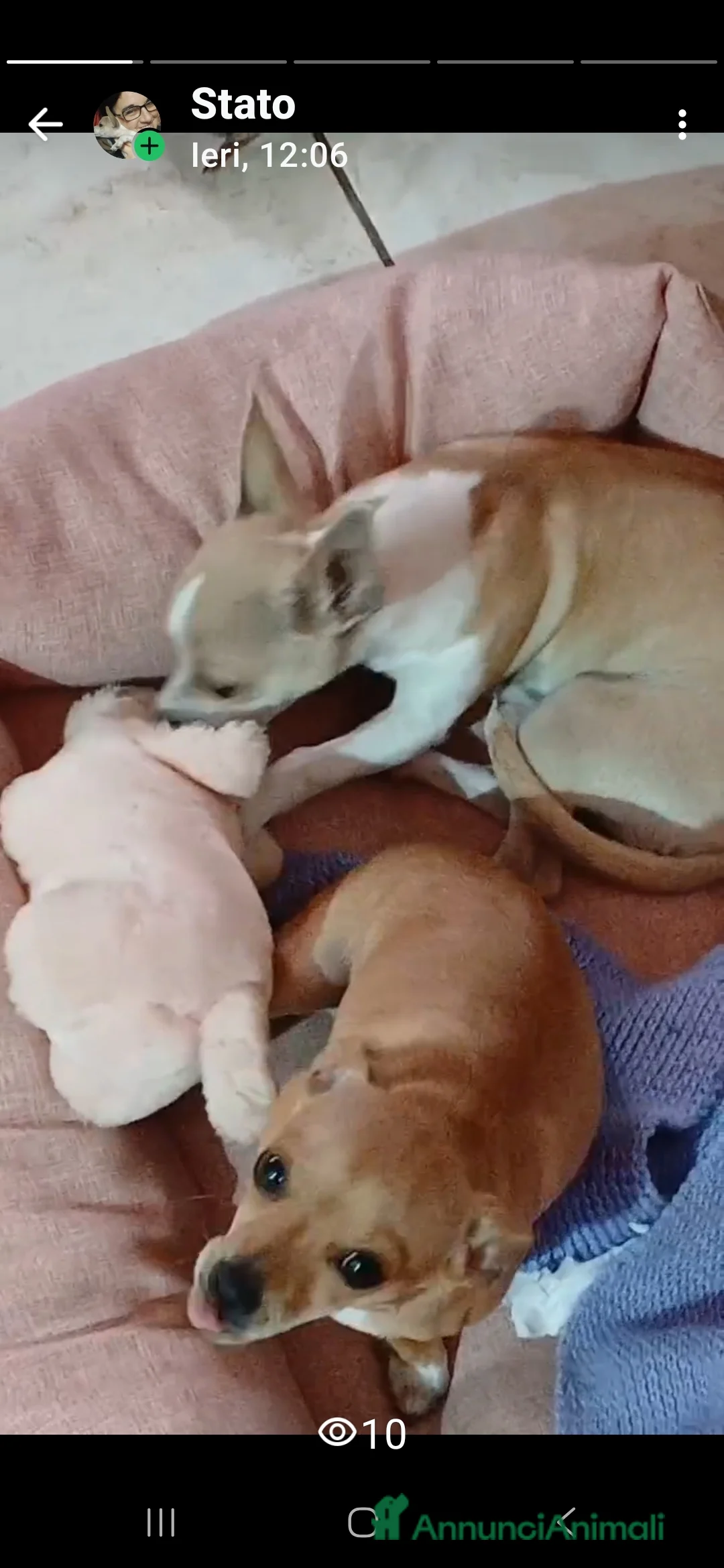 Chihuahua cani in vendita: Chihuahua cucciolini  bellissimi - Annuncio 2
