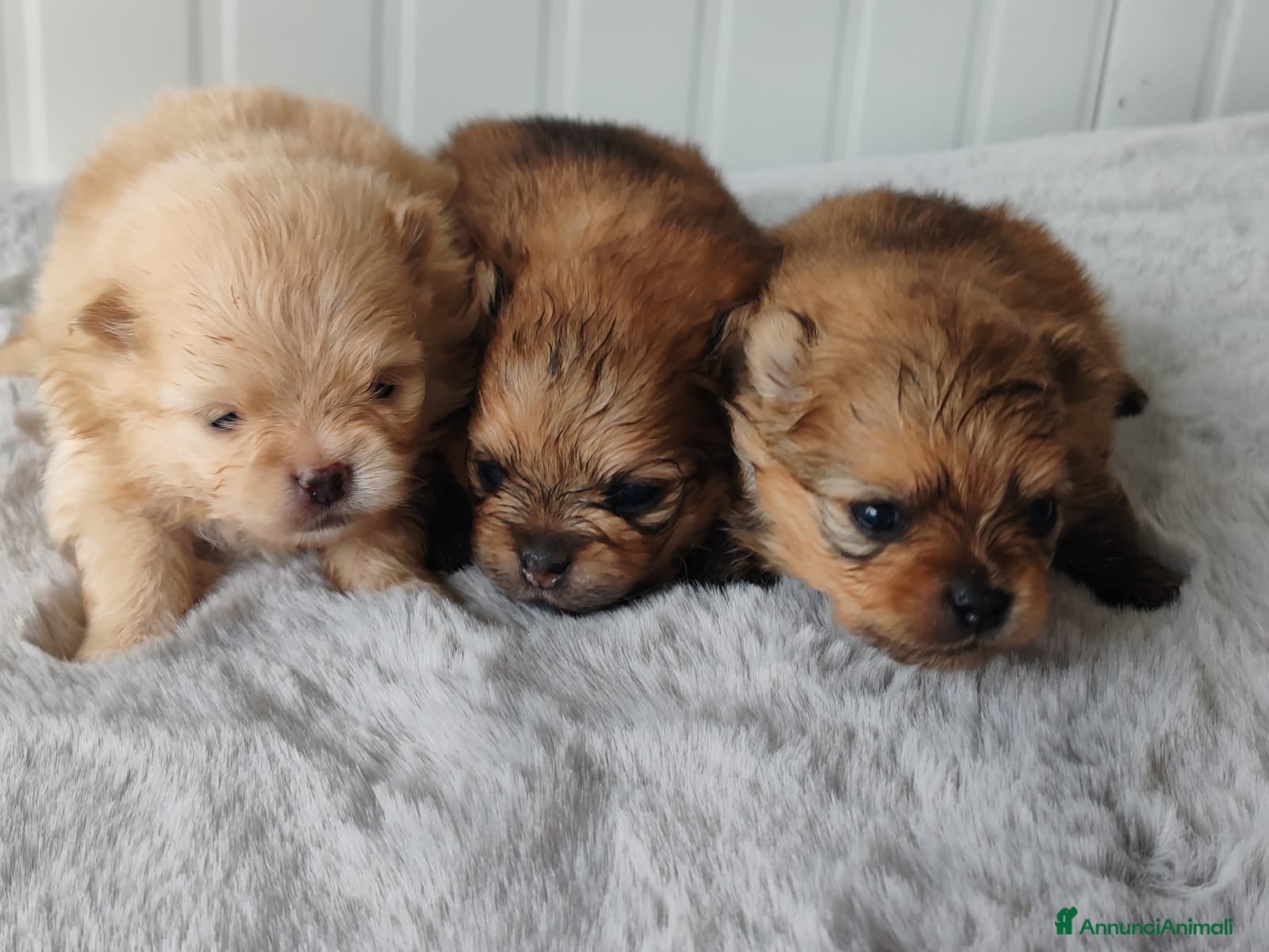 Spitz cani SPITZ POMERANIA CON PEDIGREE ENCI - Annuncio 2