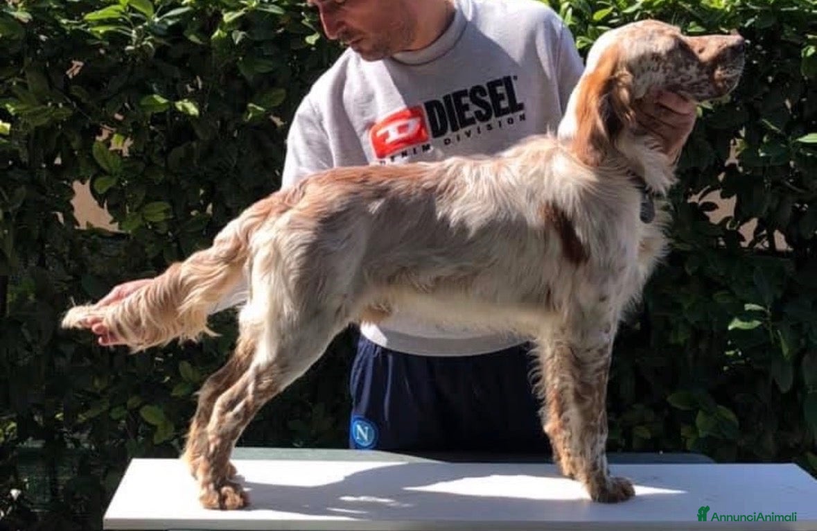 Setter Inglese cani Setter inglese già esperto su selvaggina naturale - Annuncio 11