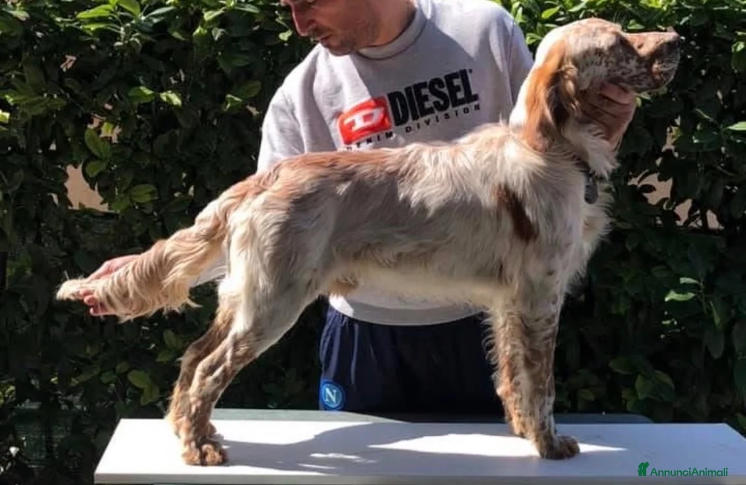 Setter Inglese cani in regalo: Setter inglese già esperto su selvaggina naturale - Annuncio 1