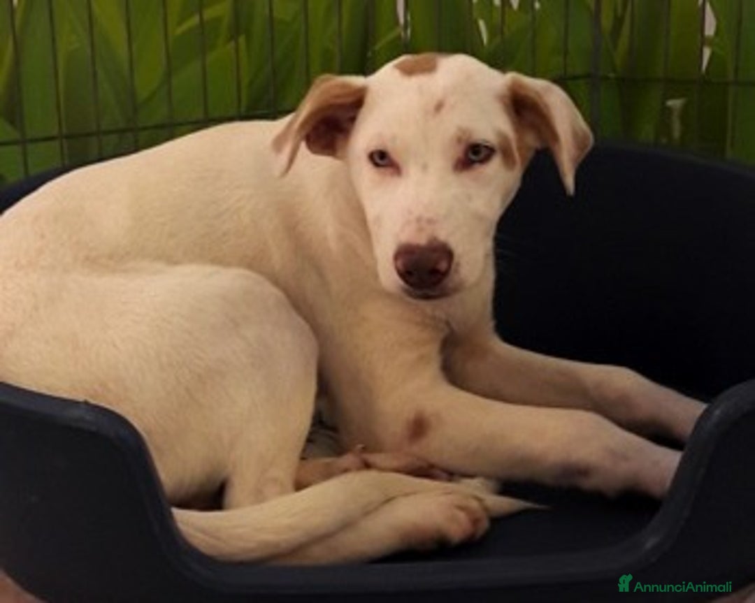 Bracco cani in regalo: PIPPO E IL FRATELLINO, CUCCIOLI SIMIL BRACCO  a Roma - Annuncio 2