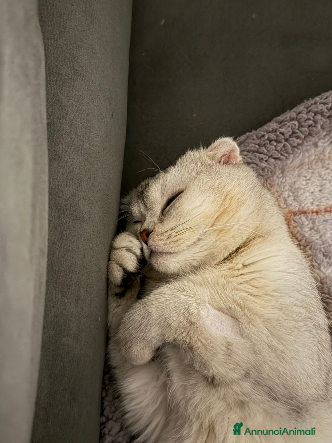 Scottish gatti per accoppiamento: Cerco femmina scottish straight per accoppiamento - Annuncio 6