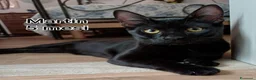 Altre razze gatti in regalo: GATTINI: SIAMO AL COLLASSO! a Città Metropolitana di Firenze - Annuncio 6