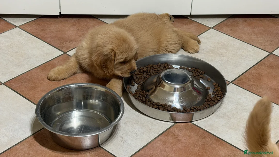 Golden Retriever cani in vendita: Cuccioli Golden retriever americano 100% - Annuncio 22