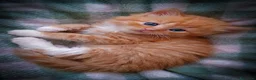 Siberiano gatti in vendita: Splendidi Cuccioli Gatto Siberiano Pedigree ENFI - Annuncio 20