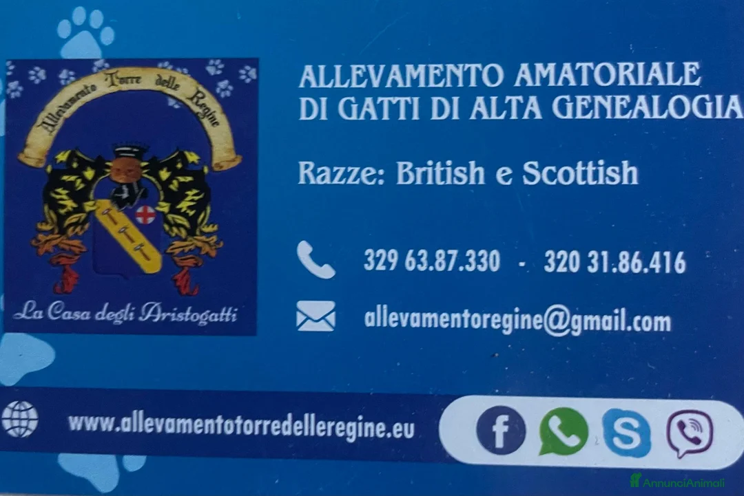 Immagine della galleria {{count}}