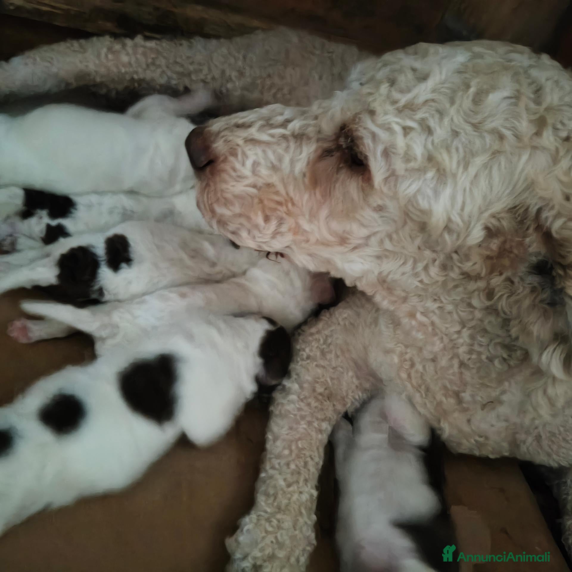 Lagotto cani Cuccioli di Lagotto con pedigree - Annuncio 1