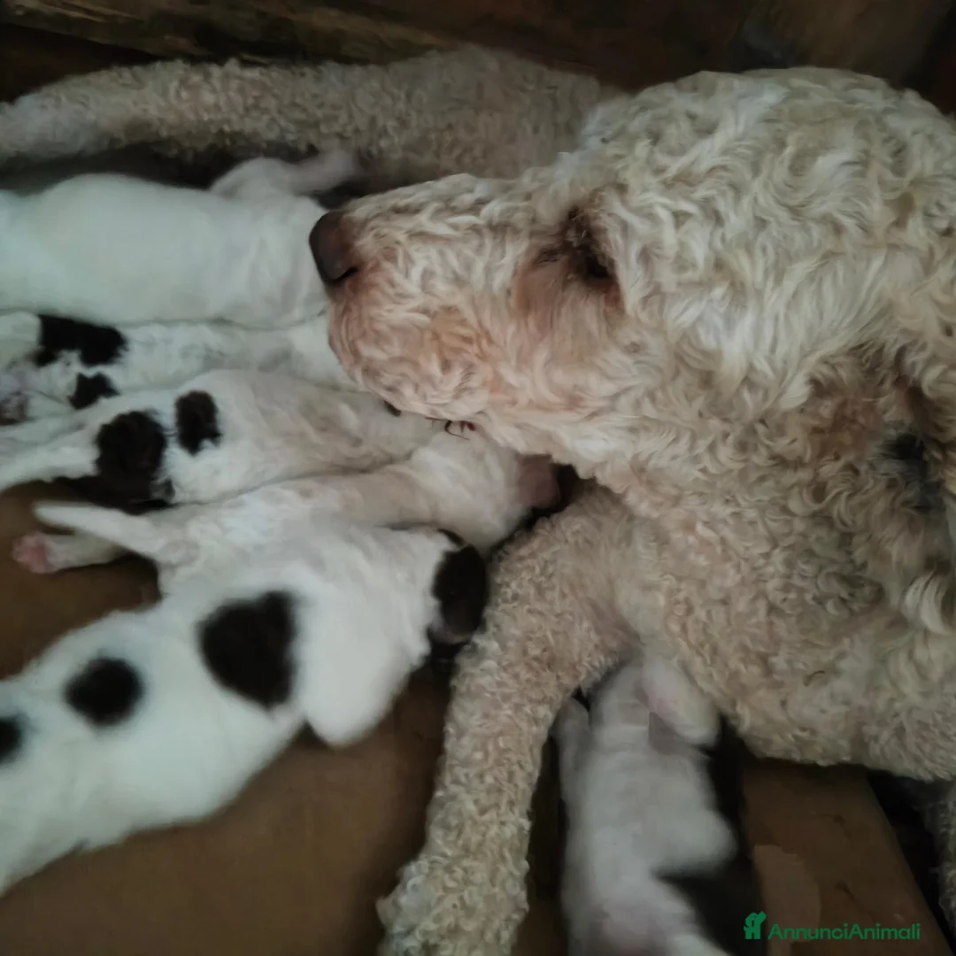 Lagotto cani in vendita: Cuccioli di Lagotto con pedigree a Città Metropolitana di Bologna - Annuncio 1
