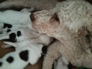 Lagotto cani Cuccioli di Lagotto con pedigree - Annuncio 3