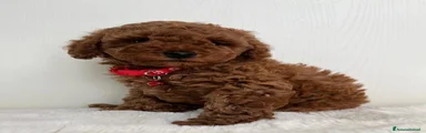 Barboncino Toy Cucciolo 2