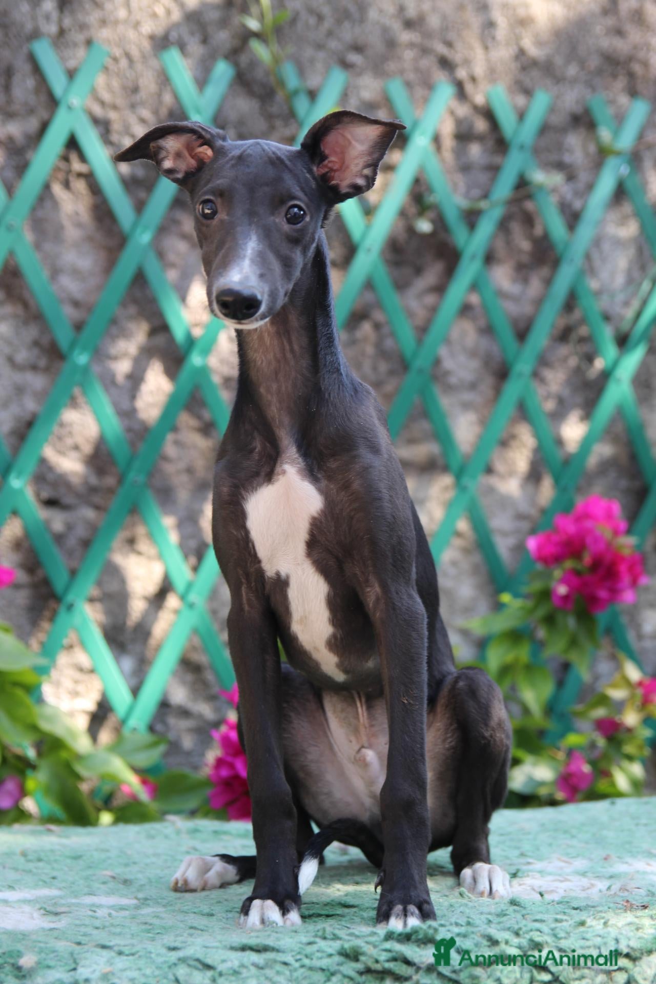 Whippet cani Cucciolo maschio - Annuncio 3
