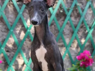 Whippet cani Cucciolo maschio - Annuncio 3