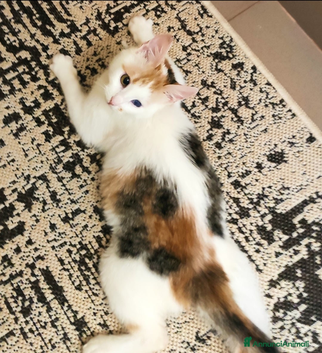 Europeo gatti in regalo: Adozione del cuore 💔 - Annuncio 1