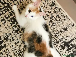 Europeo gatti 💔Adozione del cuore💔 - Annuncio 8