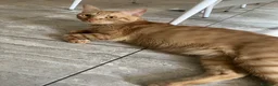 Europeo gatti in regalo: Regalo splendido gatto rosso a Provincia di Reggio Emilia - Annuncio 3