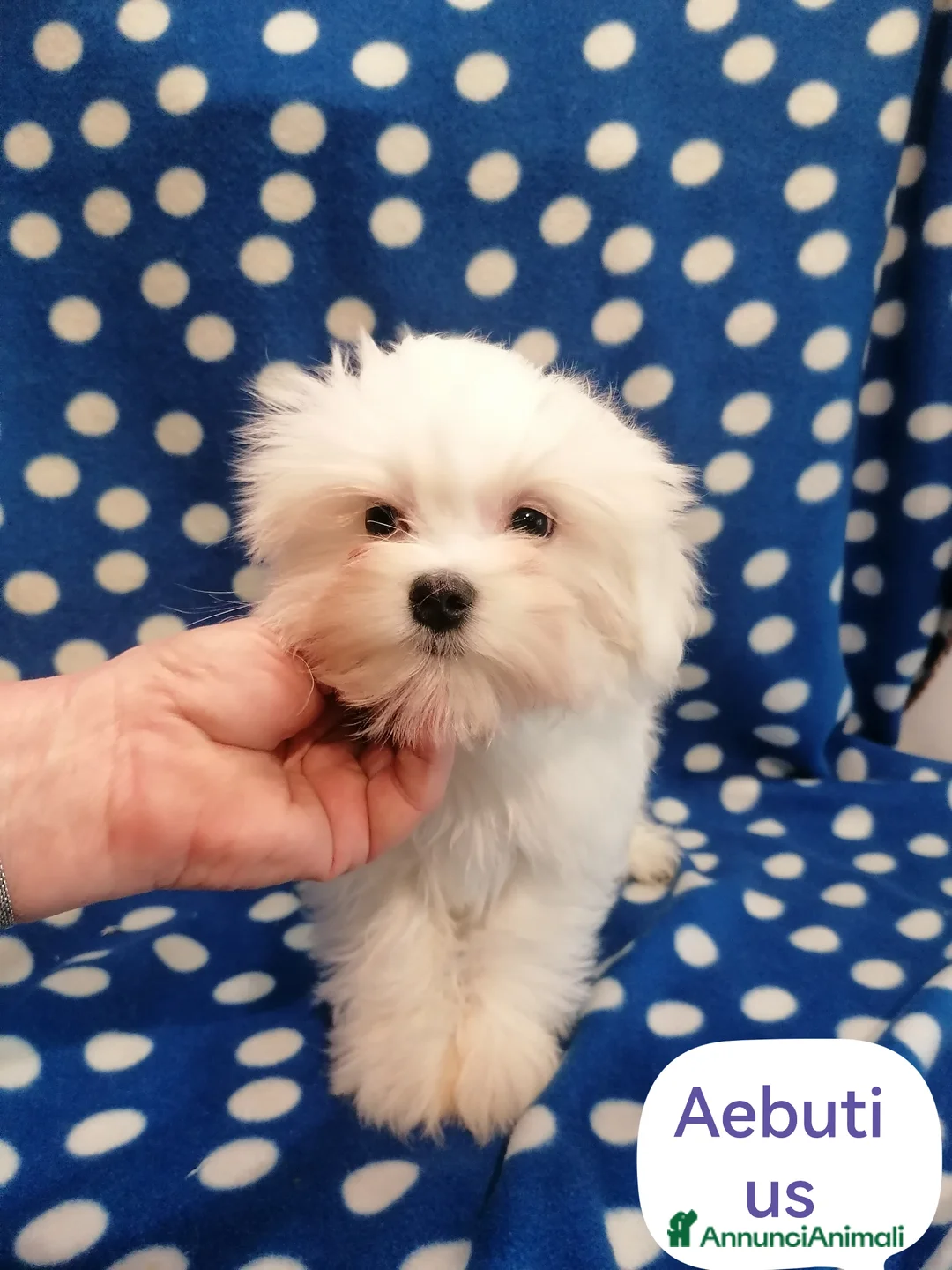 Maltese cani in vendita: Maltese cuccioli  - Annuncio 6