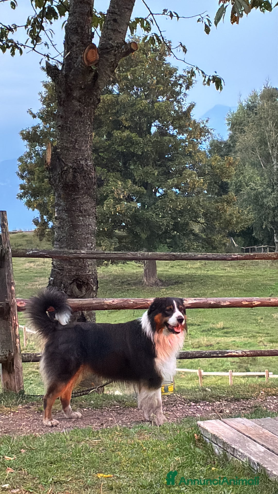 Australian Shepherd cani per accoppiamento: Disponibile per accoppiamento  - Annuncio 5