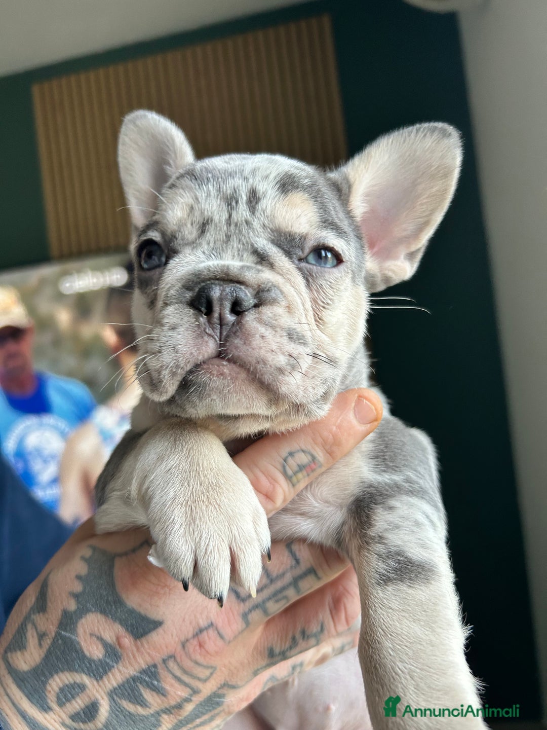 Bulldog Francese cani in vendita: Cuccioli di bulldog  - Annuncio 7