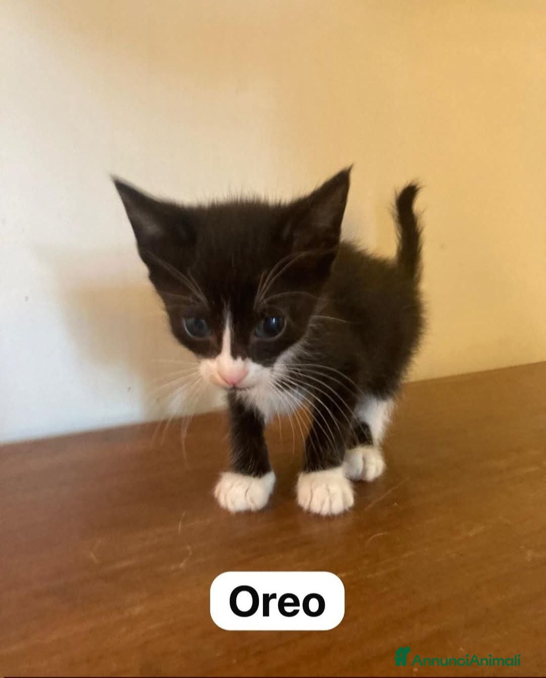 Meticcio gatti Piccolo Oreo  - Annuncio 39