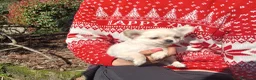Chihuahua cani in vendita: Cuccioli di chihuahua toy  - Annuncio 2