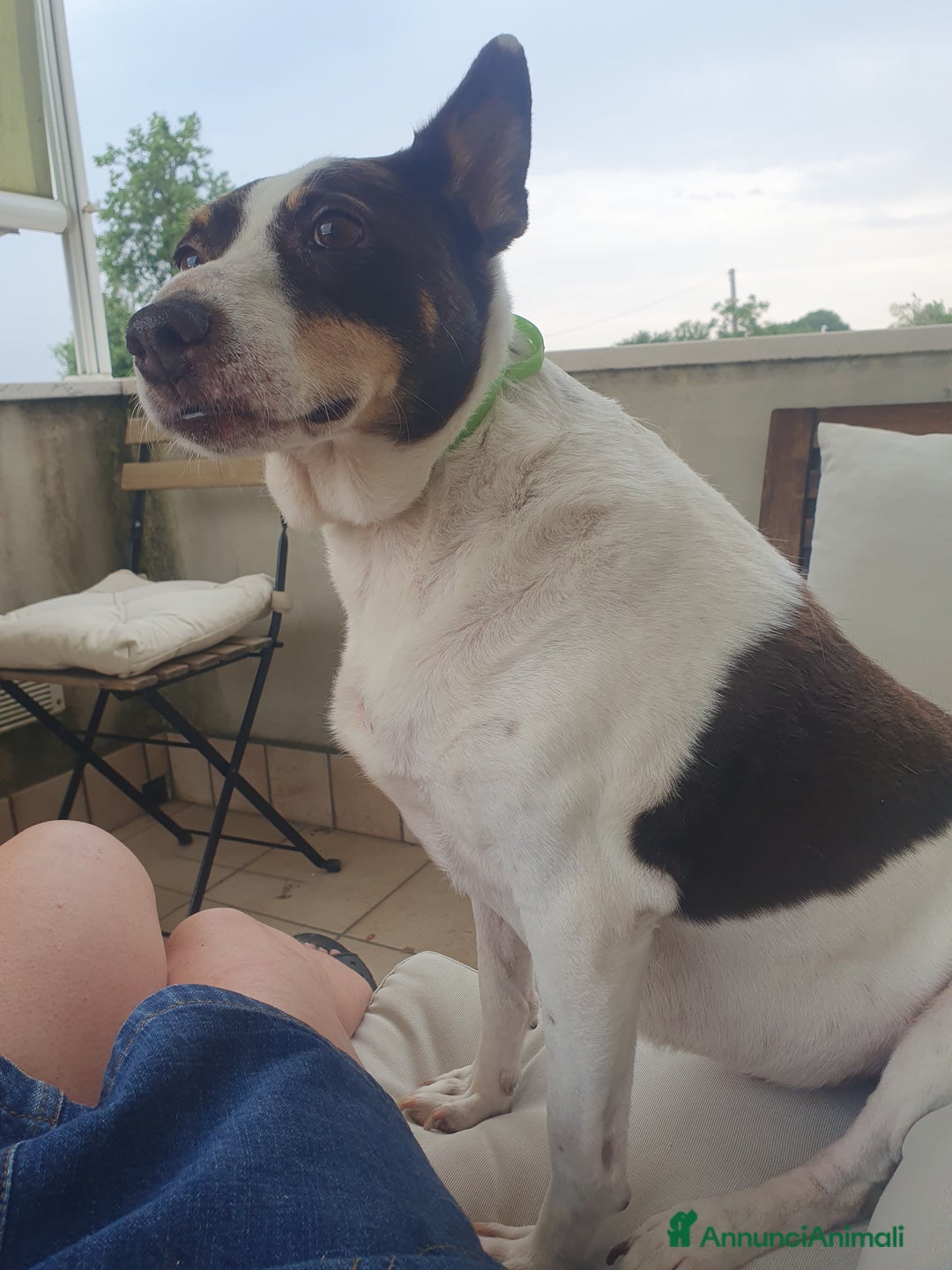 Meticcio cani in regalo: STELLA  a Provincia di Avellino - Annuncio 4