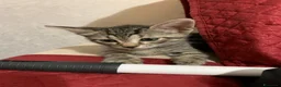 Meticcio gatti in regalo: Piccino, neanche 2 mesi  - Annuncio 9