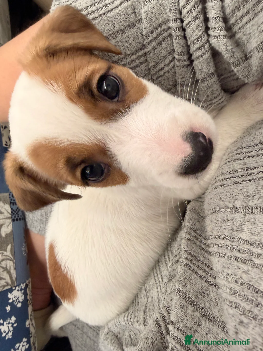 Jack Russell cani in vendita: Cuccioli di jack russel - Annuncio 1
