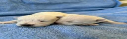West Highland cani in vendita: West Highland White Terrier - Annuncio 5