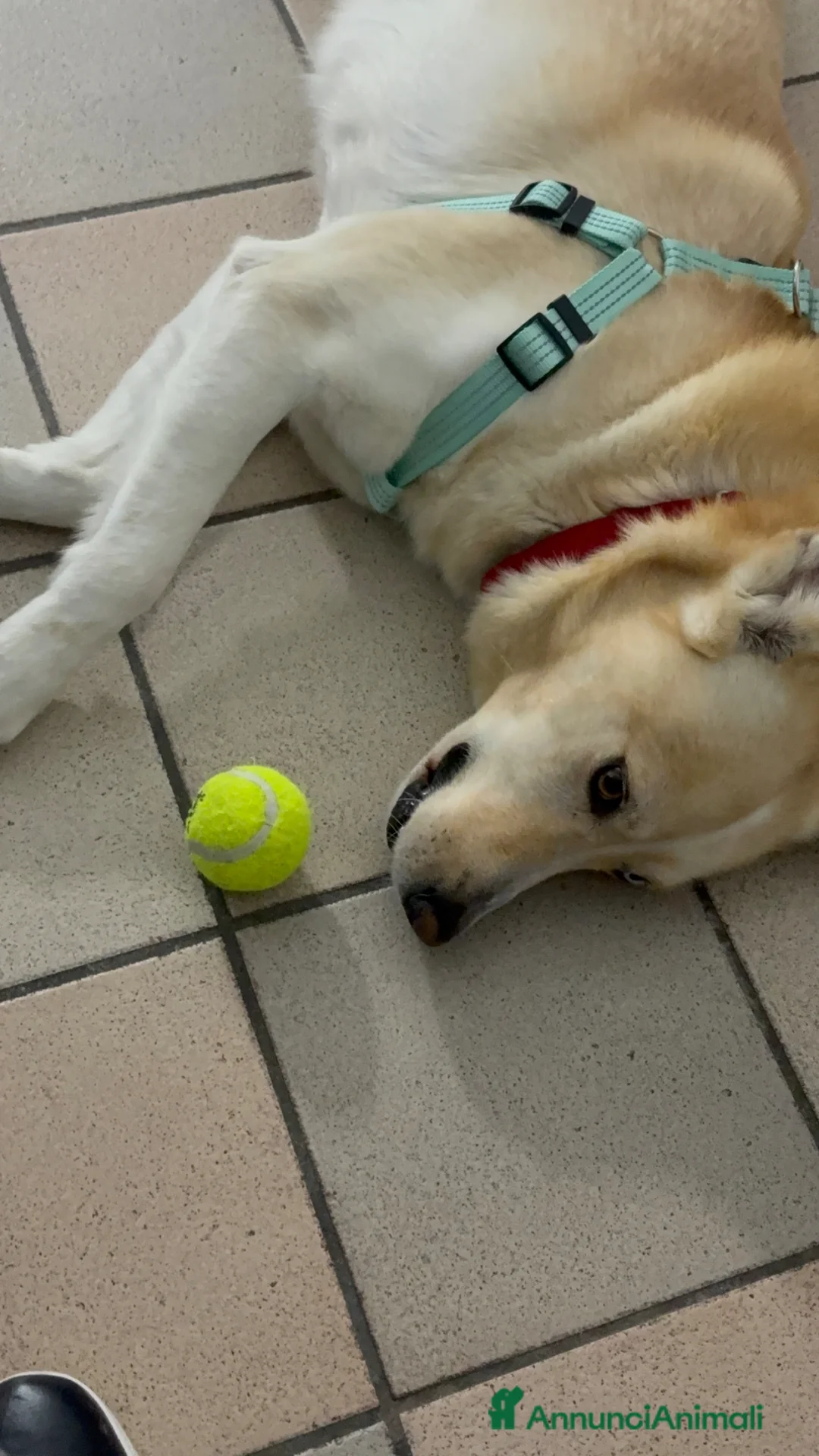Meticcio cani in regalo: Incrocio tra Husky e Akita a Città Metropolitana di Torino - Annuncio 2