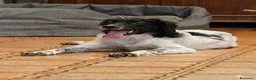 Meticcio cani in regalo: Dada  - Annuncio 5