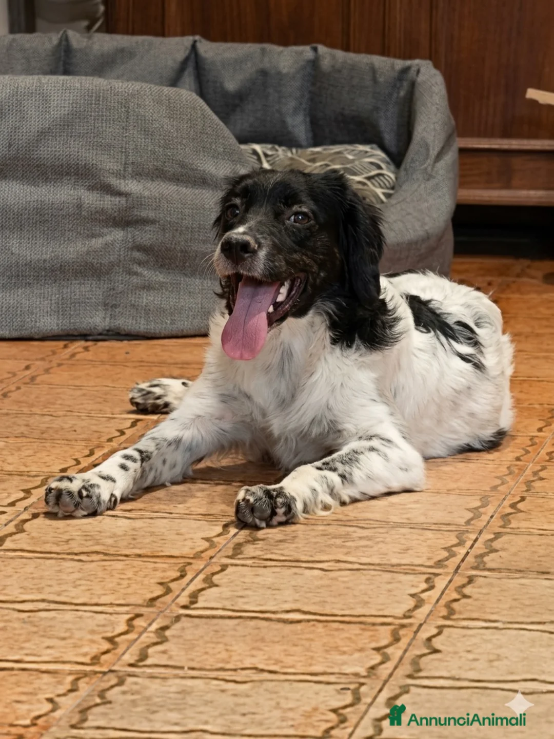 Meticcio cani in regalo: Dada  - Annuncio 5