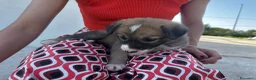Meticcio cani in regalo: 3 bellissime cucciole cercano casa a Libero consorzio comunale di Ragusa - Annuncio 18