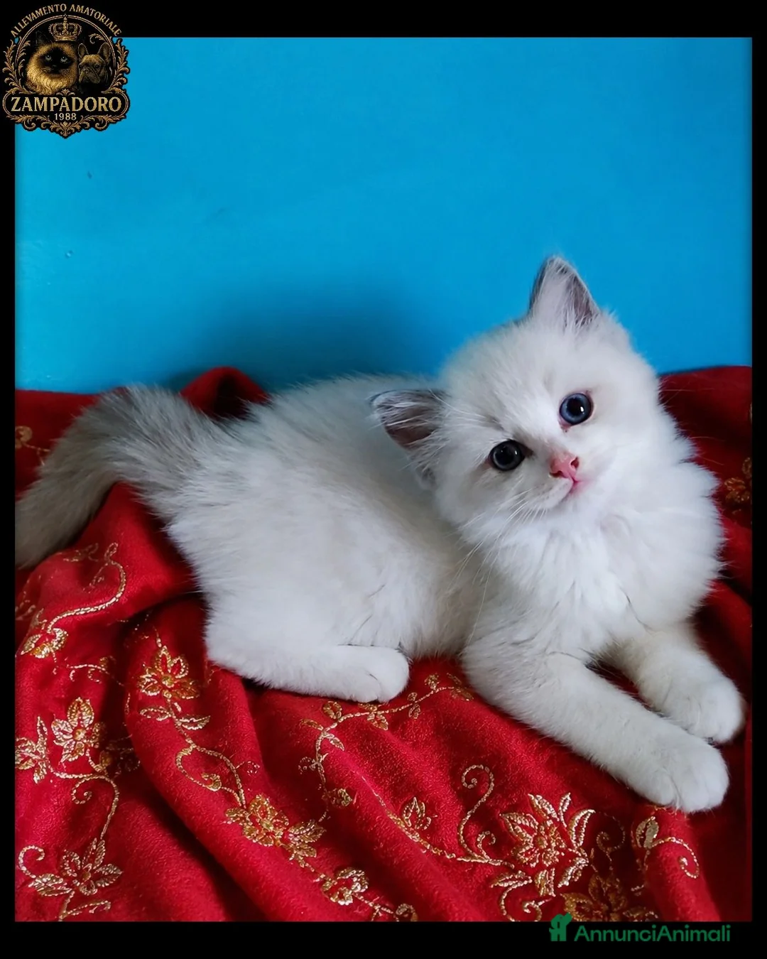 Ragdoll gatti in vendita: Ragdoll  - Annuncio 2