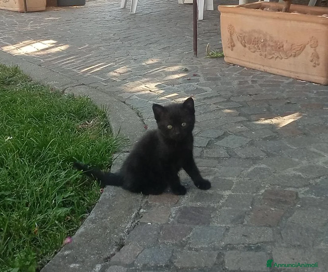 Europeo gatti in regalo: Splendidi gattini  - Annuncio 5