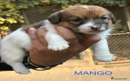 Jack Russell cani in vendita: CUCCIOLI DI JACK RUSSELL TERRIER CON PEDIGREE - Immagine 3